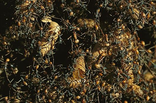 行军蚁,特写,暂时,窝,生物群,分开,大,容器,蚂蚁,科罗拉多岛,巴拿马