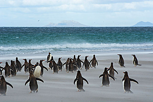 福克兰群岛,岛屿,巴布亚企鹅,急促,水,风,向上