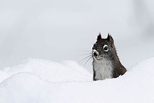 红松鼠,雪中,蒙大拿