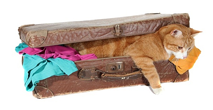 雄猫,老,手提箱,衣服