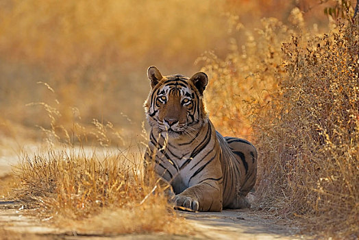 虎,躺着,林道,拉贾斯坦邦,国家公园,地区,印度,亚洲