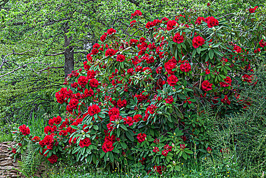 杜鹃花属植物