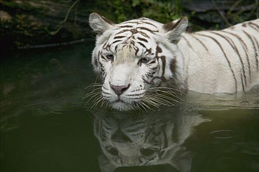 白色,孟加拉虎,虎,成年,涉水,水,亚洲