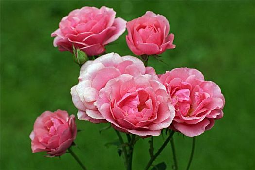 玫瑰,培育品种,粉色