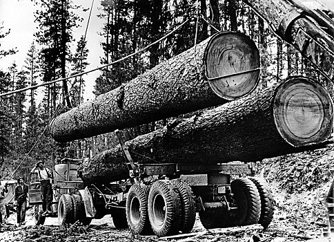 20世纪30年代,粗厚,树干,拖车,加拿大,北美