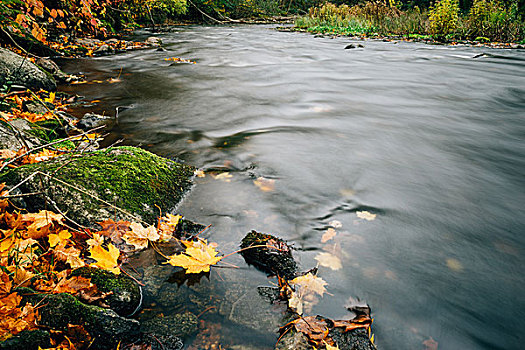 落下,秋叶,堤岸,河,长时间曝光,图像
