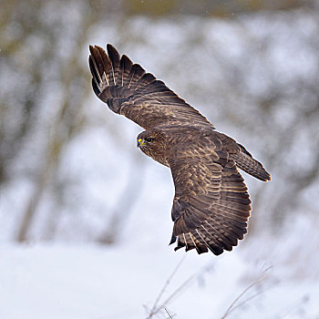 美国兀鹰,鵟,暗色,飞行,生物保护区,巴登符腾堡,德国,欧洲
