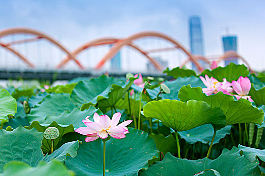 荷花特写