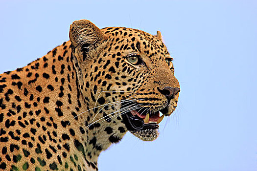 豹,肖像,萨比萨比酒店,克鲁格国家公园,南非,非洲