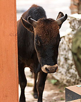 母牛,入口,大门,山谷,布姆唐,地区,不丹
