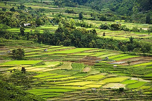 俯视,稻米梯田,苏门答腊岛,印度尼西亚