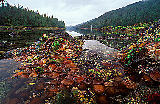 海银莲花属,海星,退潮,白云石,不列颠哥伦比亚省,加拿大