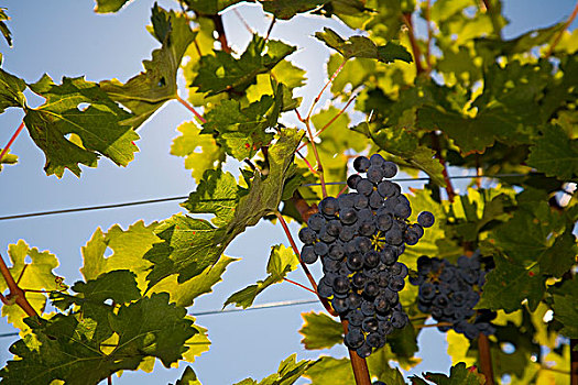 酿红酒用葡萄,省,意大利,欧洲