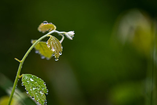 雨后道旁花草晶莹剔透好美丽