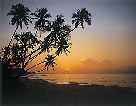棕榈海滩,日落