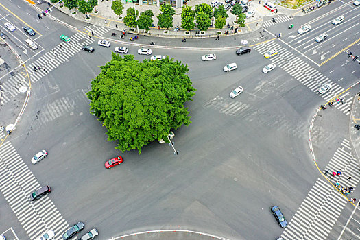 航拍福州八一七中路一棵大榕树矗立十字路口