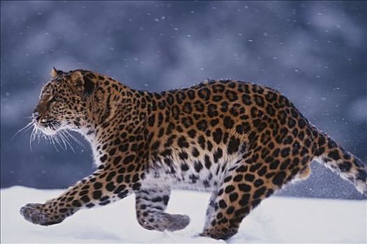 豹,跑,雪中