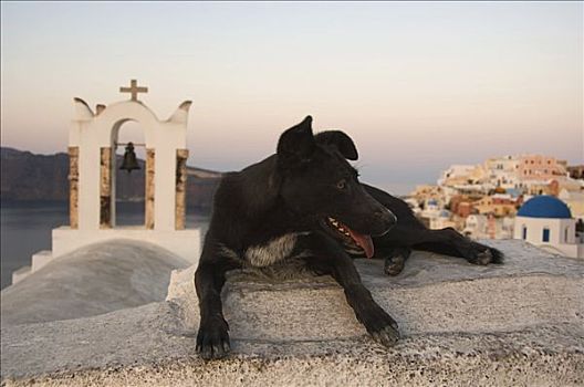黑色,狗,正面,钟楼,锡拉岛,基克拉迪群岛,爱琴海,希腊