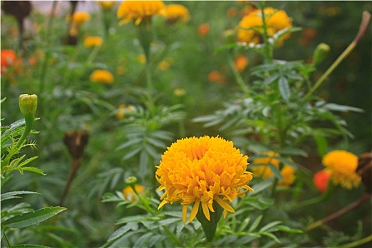 万寿菊,花,地点