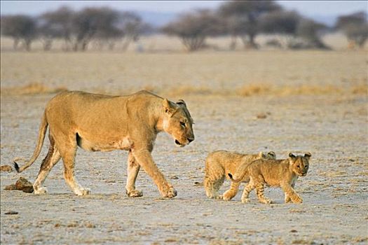 雌狮,狮子,走,杯子,博茨瓦纳,非洲