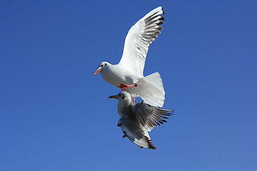海鸥在蓝天上飞翔的低角度视图