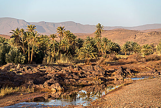 绿洲,河谷,棕榈树,靠近,瓦尔扎扎特,摩洛哥,非洲