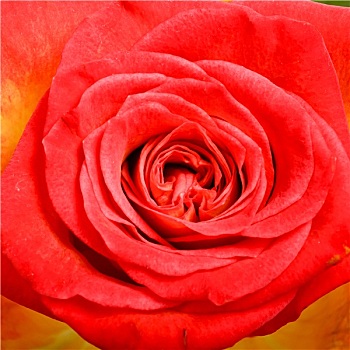 红玫瑰,花