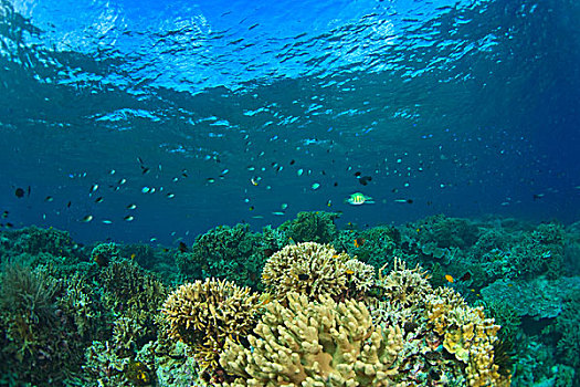 深潜,群岛,海洋,保存,南,苏拉威西岛,印度尼西亚,亚洲