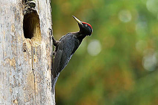 黑啄木鸟,巢穴,国家公园,波兰,欧洲