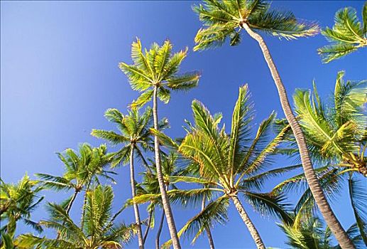 夏威夷,高,棕榈树,鲜明,蓝天
