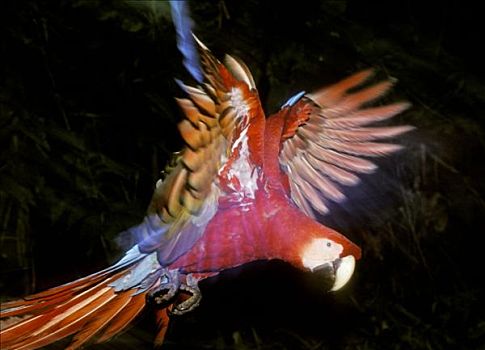 绯红金刚鹦鹉,秘鲁