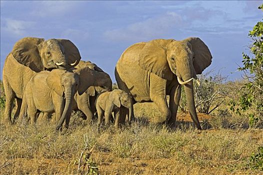 非洲象,群,东察沃国家公园,肯尼亚