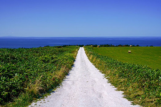 白色,道路