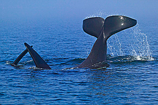 雄性,逆戟鲸,玩,海峡,温哥华岛,不列颠哥伦比亚省,加拿大