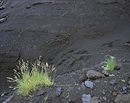 草,黑色背景,火山岩,白蜡树,冰岛