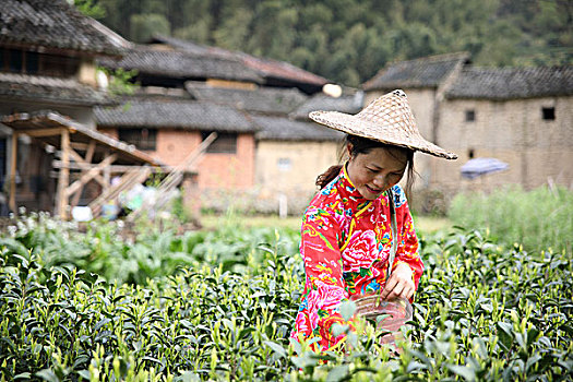 松阳茶场