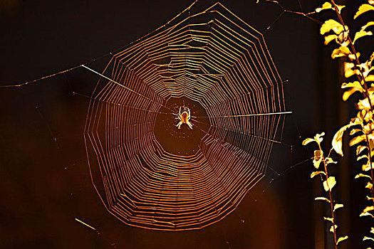 欧洲园蛛,蜘蛛,十字园蛛,蜘蛛网