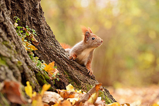 红松鼠,城市公园,秋天,莱比锡,萨克森,德国,欧洲