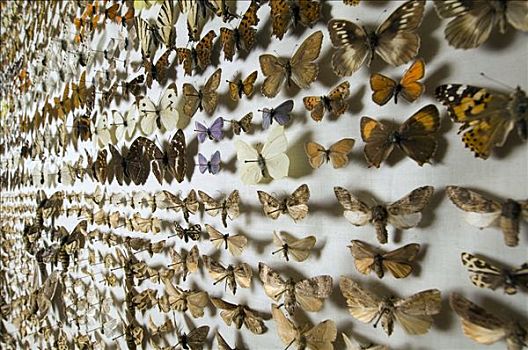 蝴蝶,收集,自然博物馆,柏林,德国