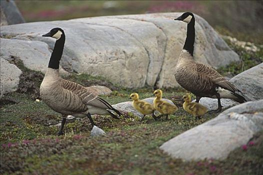 黑额黑雁,加拿大雁,父母,三个,小鹅,哈得逊湾,曼尼托巴,加拿大