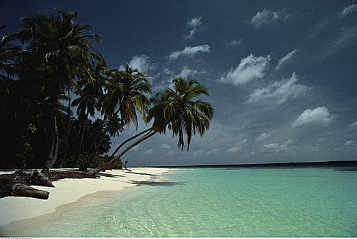 棕榈树,热带沙滩,马尔代夫