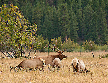 美国,科罗拉多,公麋鹿,伸出舌头,牧群