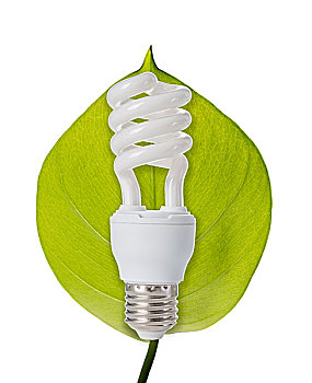 绿色的能源,灯泡和绿叶