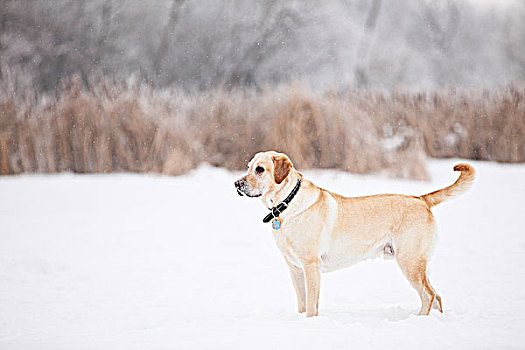 黄色拉布拉多犬,站立,湿地,霜,冬天,白天,树林,曼尼托巴,加拿大