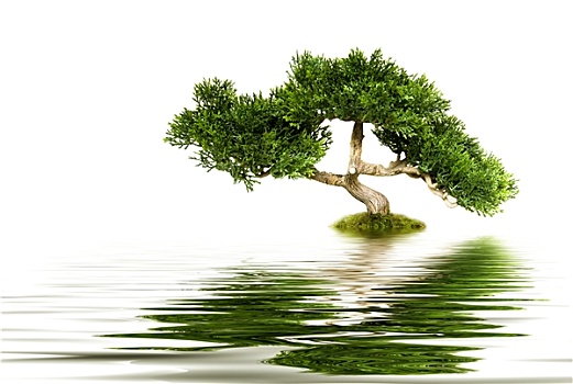 盆景树,反射,水中