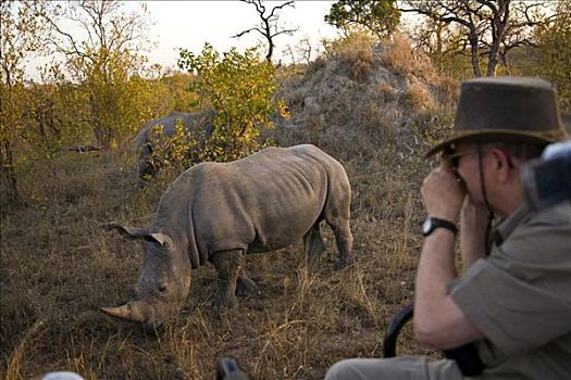 游客,注视,白犀牛,狩猎小屋,南非