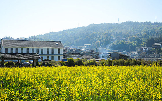 云南,腾冲,和顺,古镇,油菜花田