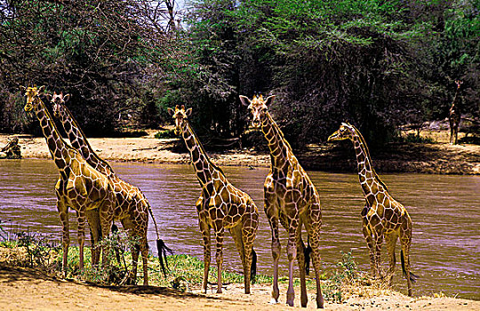 网纹长颈鹿,长颈鹿,成年,靠近,河,公园,肯尼亚