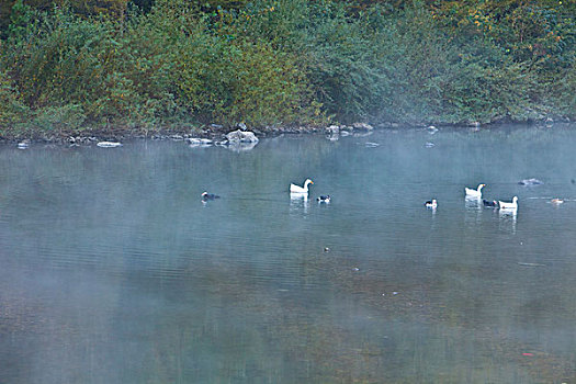 湖,水面,雾气,蒸腾,白雾,水蒸气,缥缈,仙境,灵性,家禽,鸭子,鹅,游动,自在,安静,自然,风光