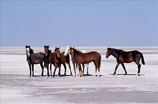 马,粗糙,风景,西部,两个,巨大,宽阔,马卡迪卡迪盐沼,区域,北方,卡拉哈里沙漠,一个,世界